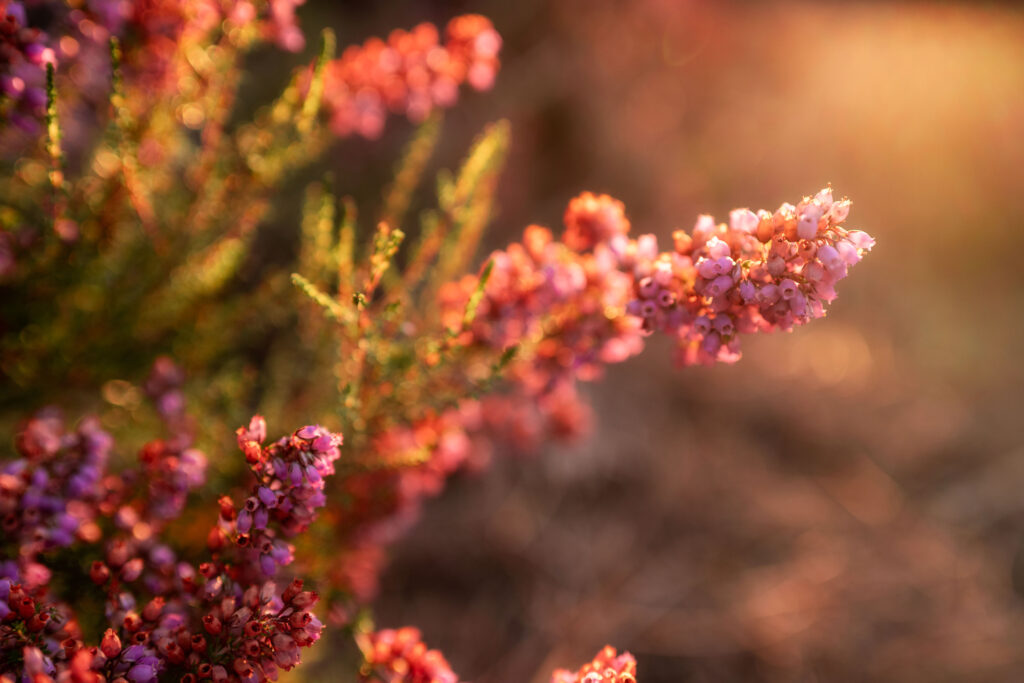 photographe dans les landes, saint paul les dax , les landes 